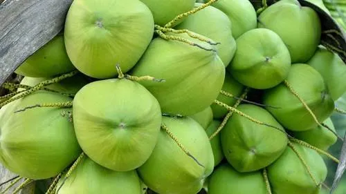 Tender coconut 1